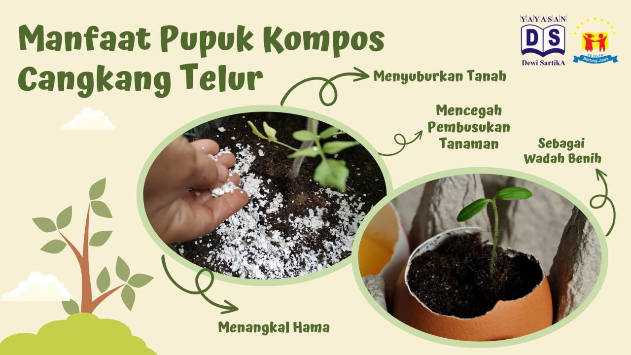 √cara Membuat Pupuk Kompos Dari Cangkang Telur Mudah Lo