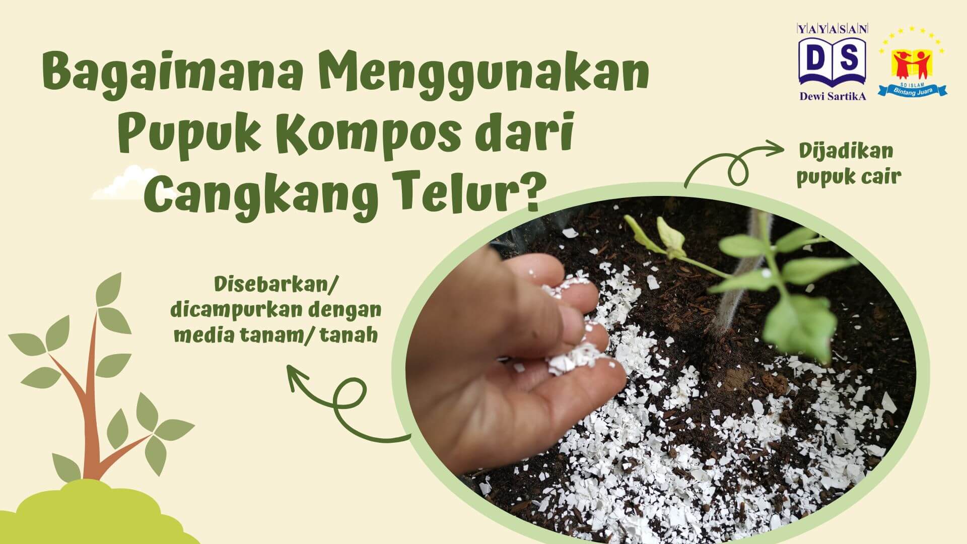 Cara Membuat Pupuk Kompos Dari Cangkang Telur Mudah Lo